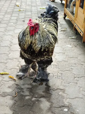 Ornamental Chicken House