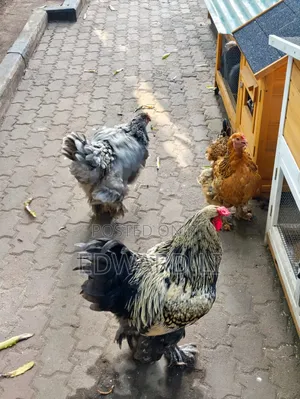Ornamental Chicken House