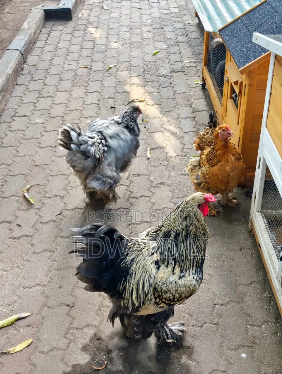 Ornamental Chicken House