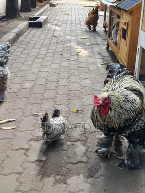 Ornamental Chicken House
