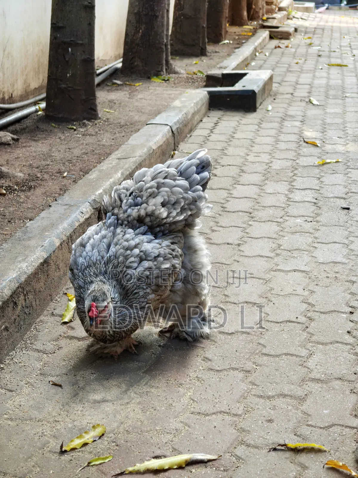Ornamental Chicken House