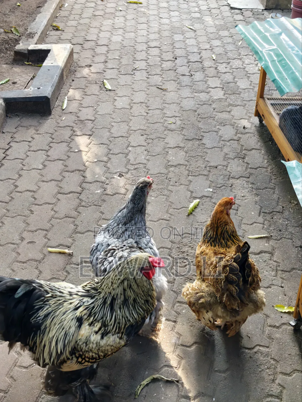 Ornamental Chicken House
