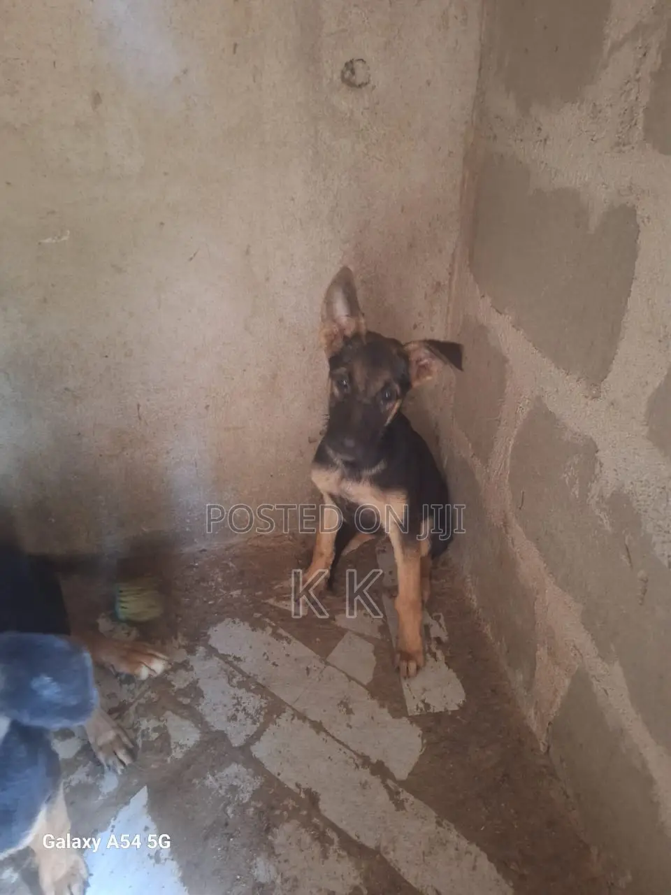 1-3 months Male Mixed Breed German Shepherd