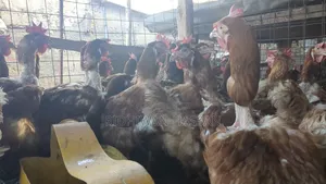 Karibuni Nauza Kuku Ainazote