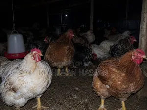 Karibuni Nauza Kuku Ainazote