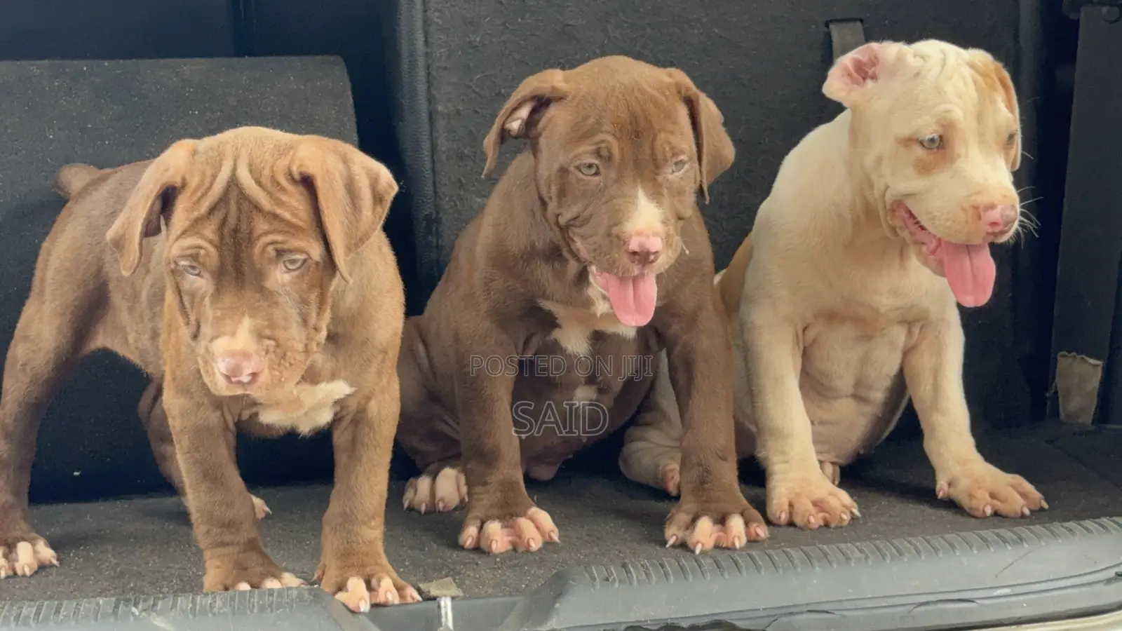 1-3 months Female Purebred American Pit Bull Terrier