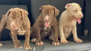 1-3 months Female Purebred American Pit Bull Terrier