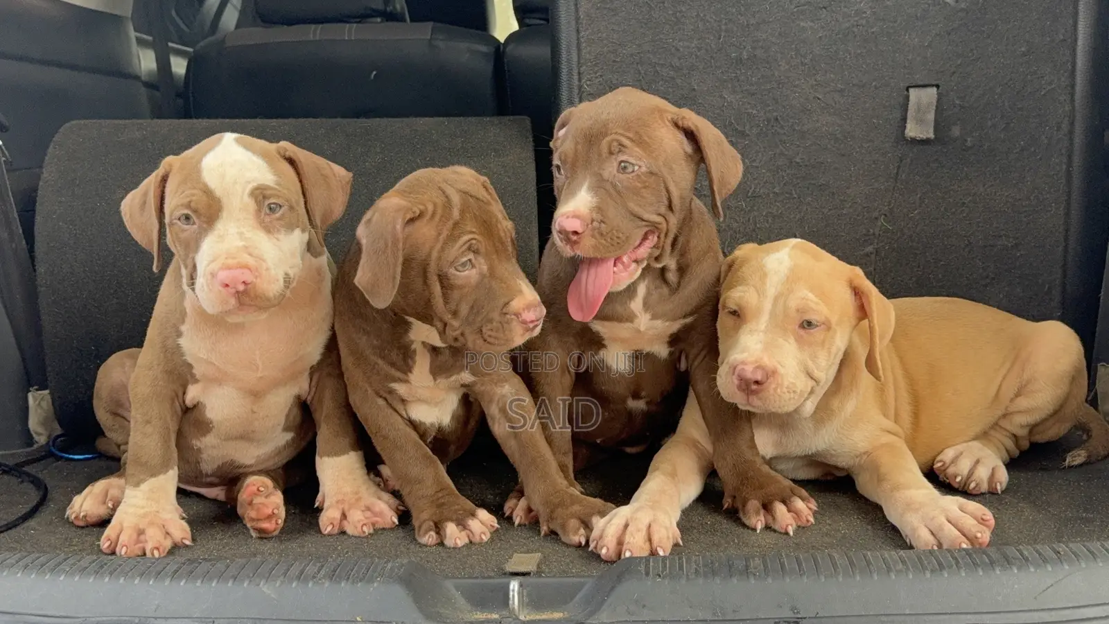 1-3 months Female Purebred American Pit Bull Terrier