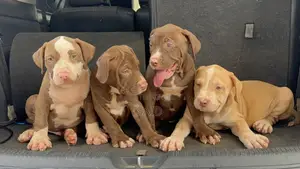 1-3 months Female Purebred American Pit Bull Terrier