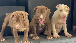1-3 months Female Purebred American Pit Bull Terrier