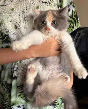 3-6 months Male Purebred Persian