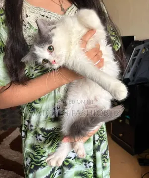 3-6 months Male Purebred Persian