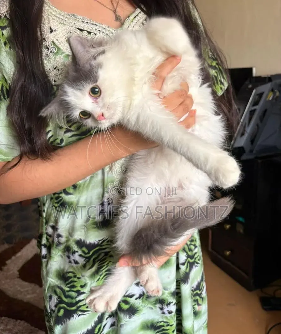 3-6 months Male Purebred Persian
