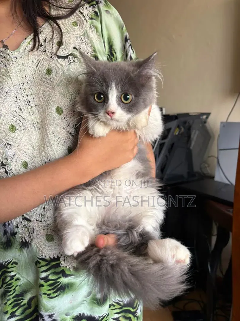 3-6 months Male Purebred Persian
