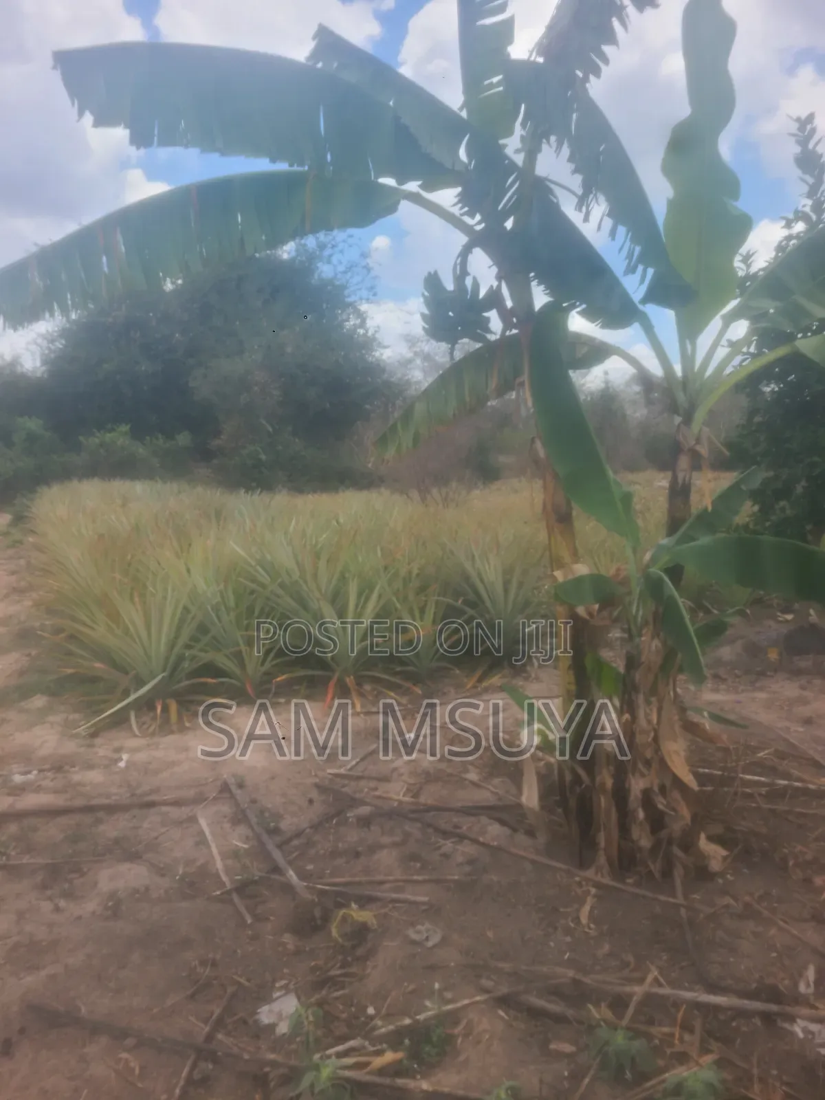 Nauza Mashamba Kwa Ajili Ya Kilimo Na Makazi
