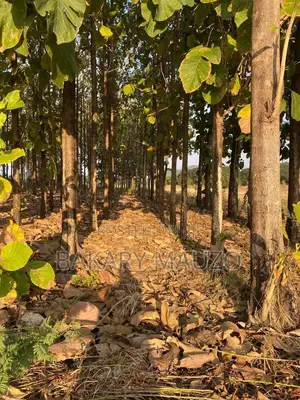 Shamba La Mtiki 2000 + Hekali 7