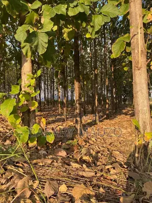 Shamba La Mtiki 2000 + Hekali 7