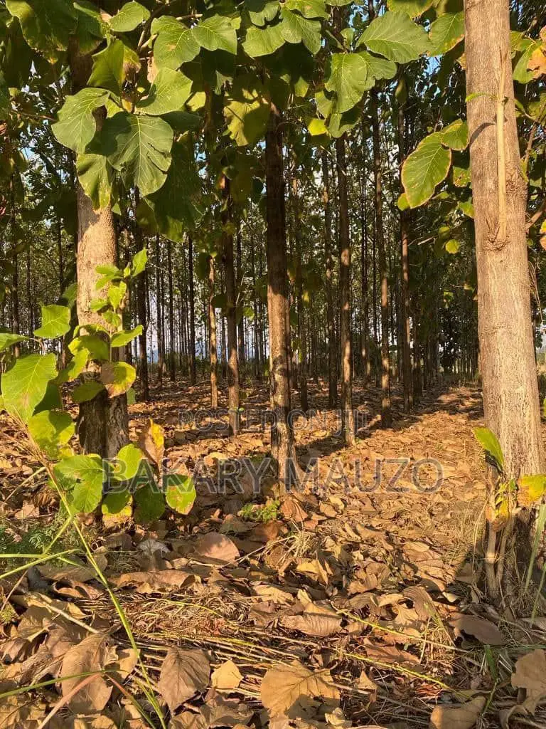 Shamba La Mtiki 2000 + Hekali 7