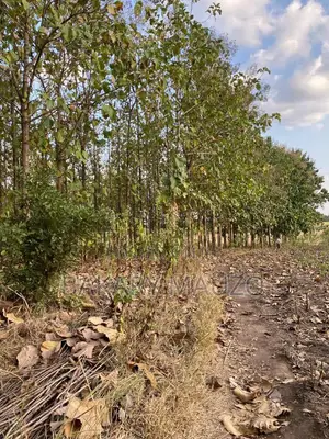 Shamba La Mtiki 2000 + Hekali 7