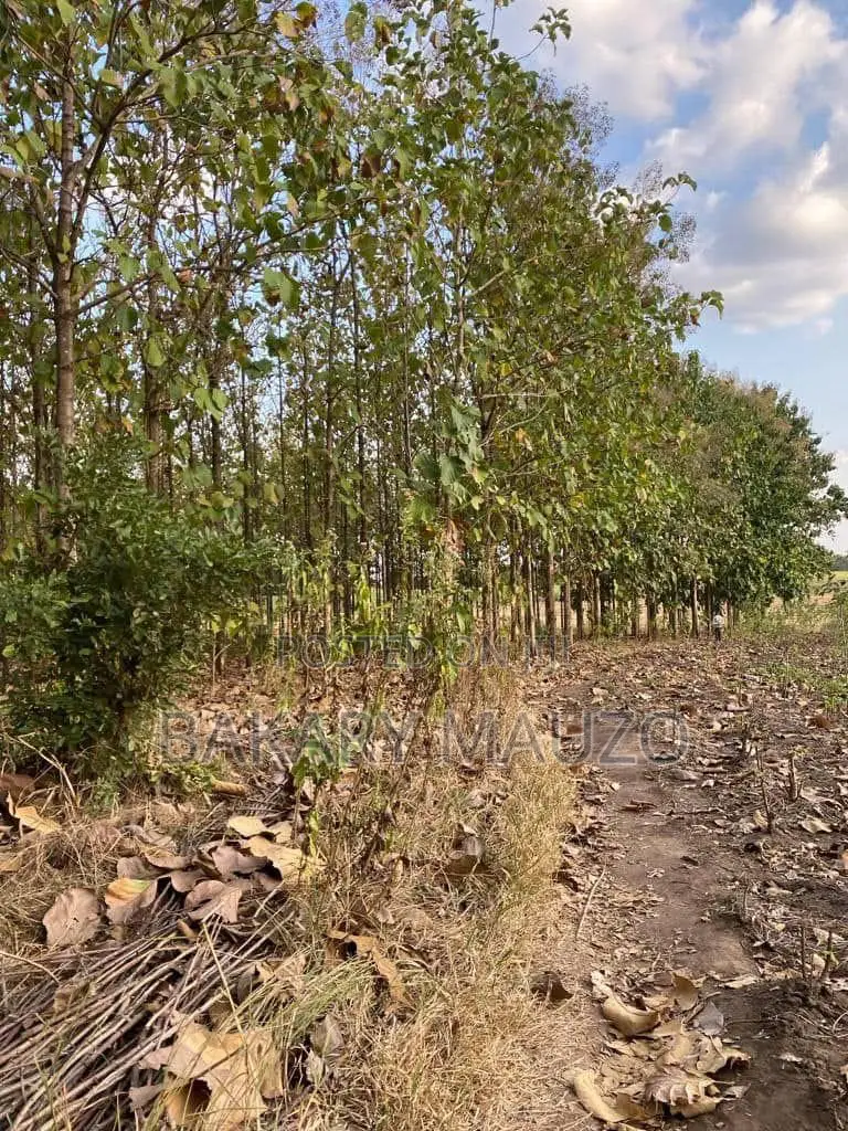 Shamba La Mtiki 2000 + Hekali 7