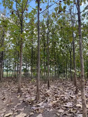 Shamba La Mtiki 2000 + Hekali 7