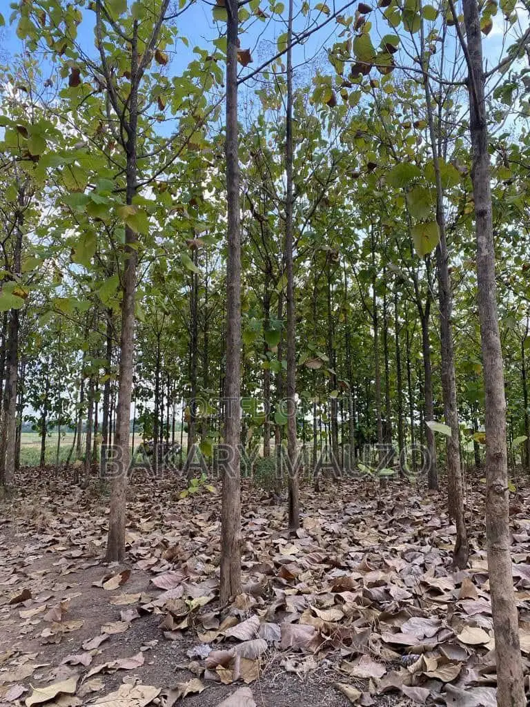 Shamba La Mtiki 2000 + Hekali 7