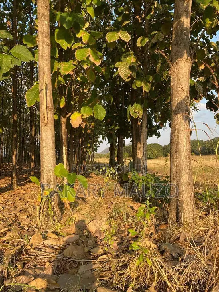 Shamba La Mtiki 2000 + Hekali 7