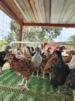 Vifaranga Wa Mwezi Chotara