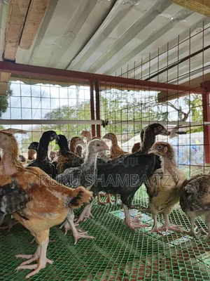 Vifaranga Wa Mwezi Chotara