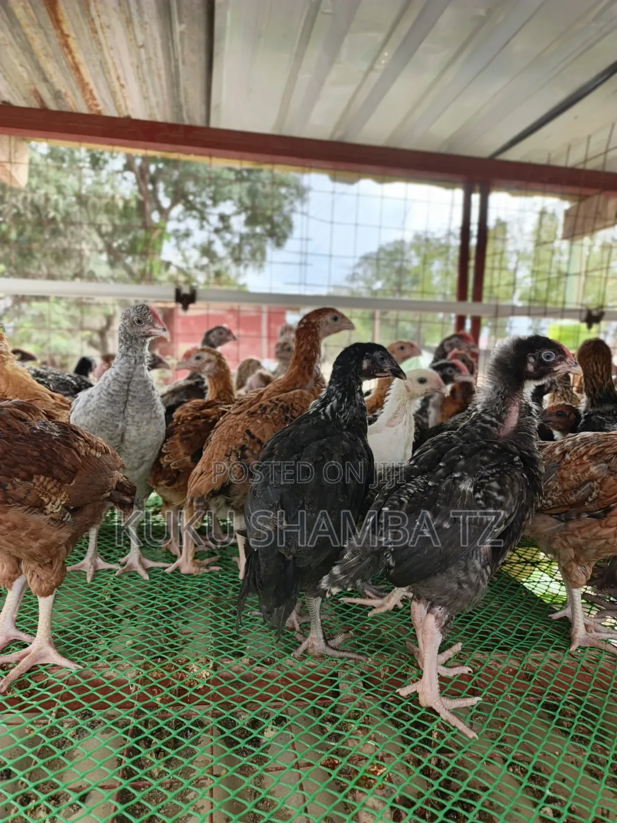 Vifaranga Wa Mwezi Chotara