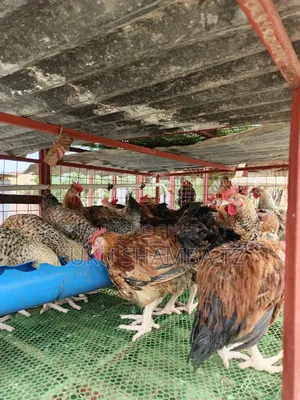 Feeder Zakulishia Kuku Bata Kanga