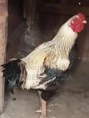 Kuku Kuchi