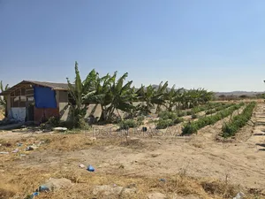 Shamba Linauzwa Dodoma Mpunguzi Lina Miundombinu Ya Maji,sola,nyumba