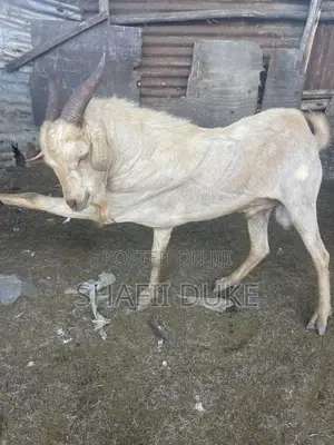 Mbuzi Kariakoo Jangwan