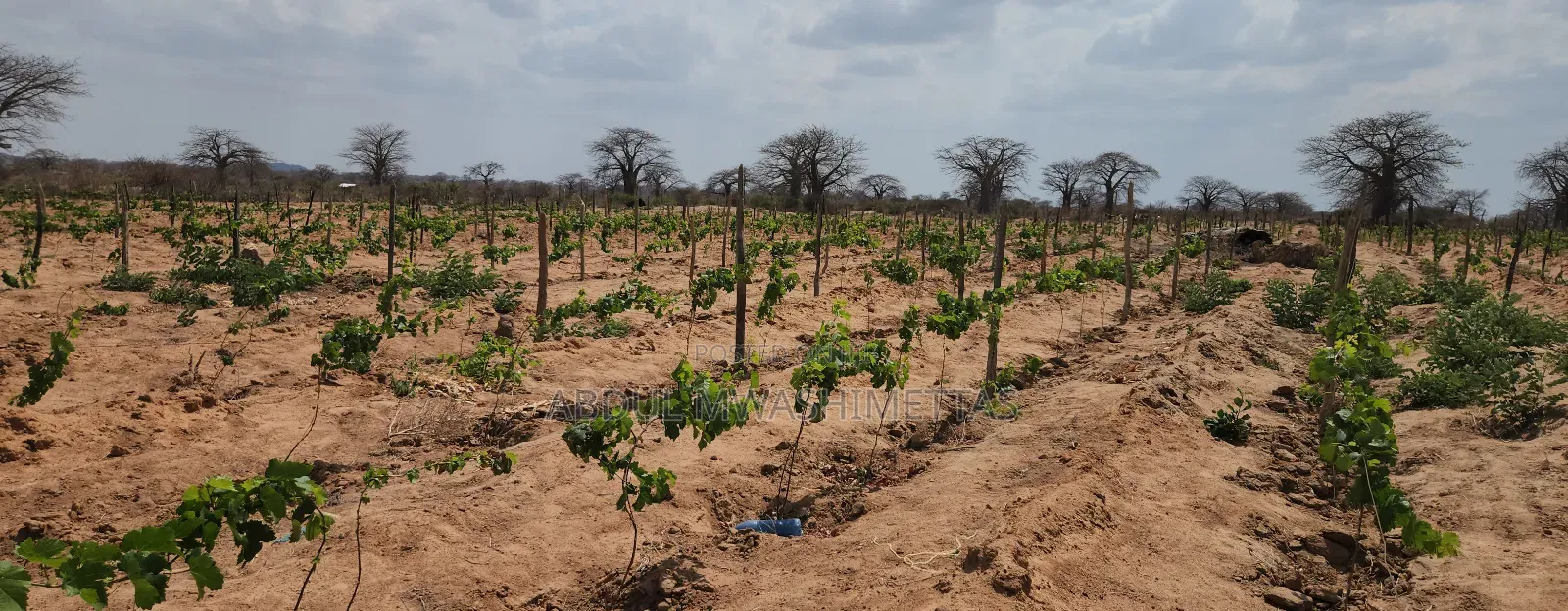 Shamba La Zabibu Linauzwa Ibugule Dodoma