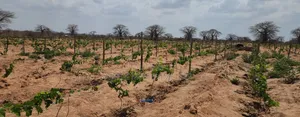 Shamba La Zabibu Linauzwa Ibugule Dodoma