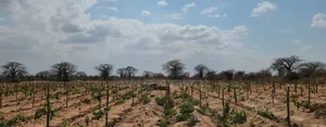 Shamba La Zabibu Linauzwa Ibugule Dodoma