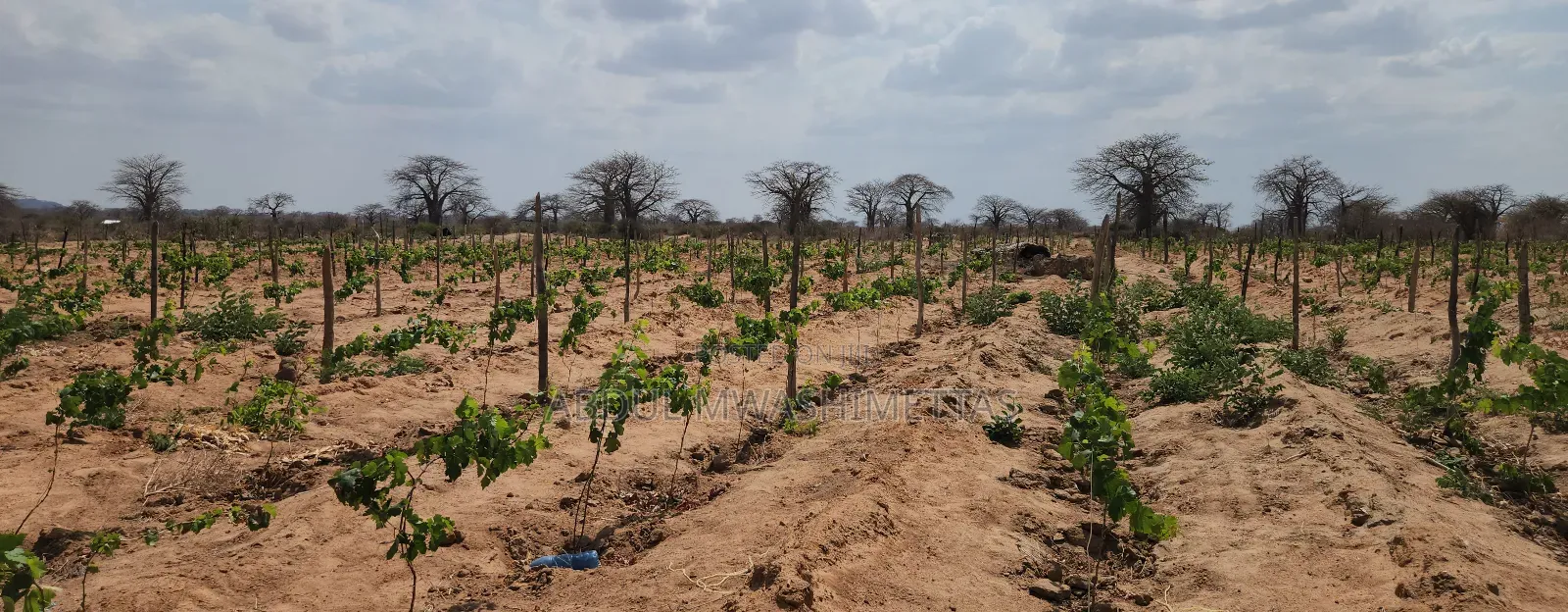 Shamba La Zabibu Linauzwa Ibugule Dodoma