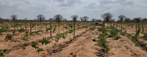 Shamba La Zabibu Linauzwa Ibugule Dodoma