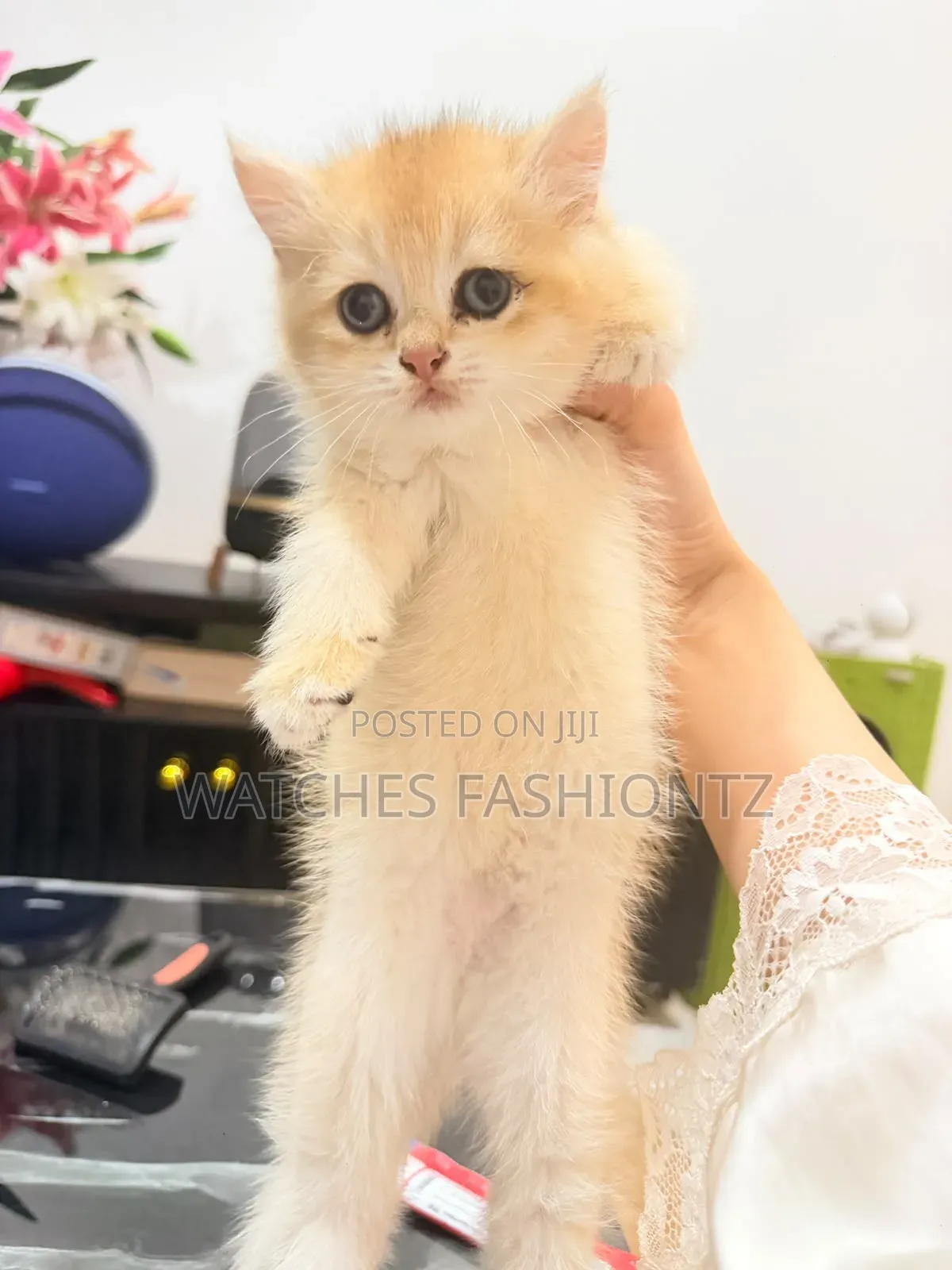 1-3 months Female Purebred British Shorthair