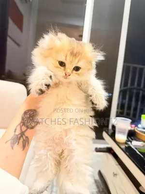 1-3 months Female Purebred British Shorthair