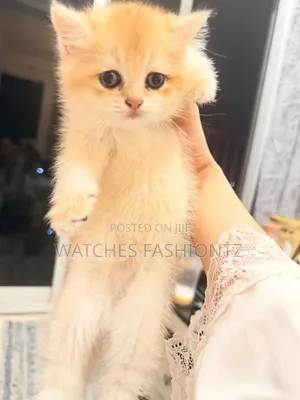 1-3 months Female Purebred British Shorthair