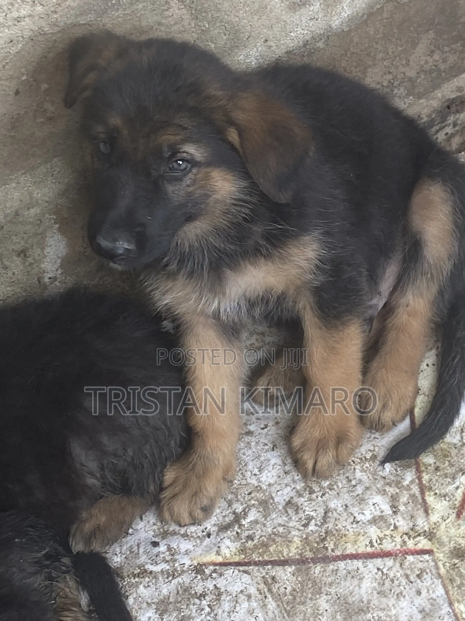 1-3 months Male Purebred German Shepherd