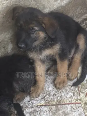 1-3 months Male Purebred German Shepherd