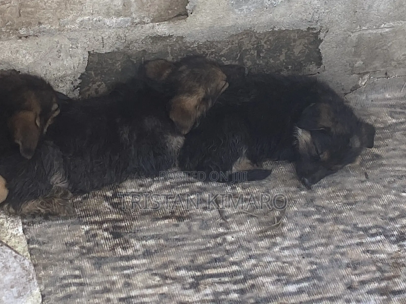 1-3 months Male Purebred German Shepherd