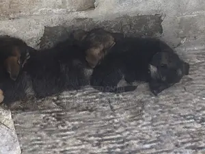 1-3 months Male Purebred German Shepherd