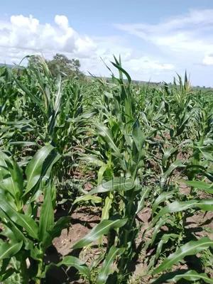 Shamba Linauzwa Songea Ruvuma