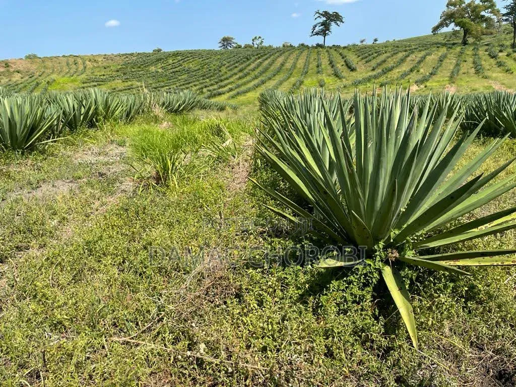 Shamba Linauzwa Songea Ruvuma