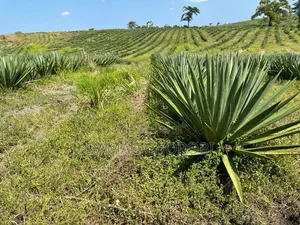Shamba Linauzwa Songea Ruvuma
