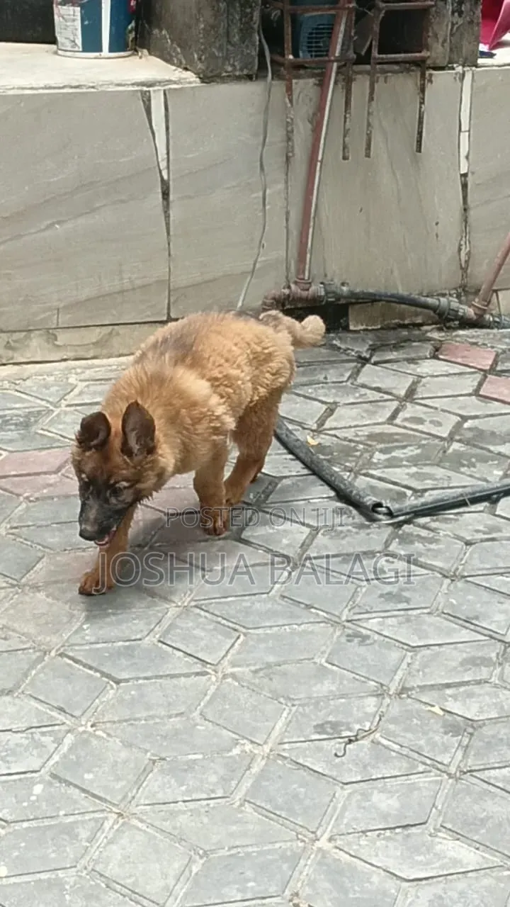 1-3 months Female Purebred German Shepherd